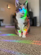 Celestial Cat Rainbow Suncatcher Sticker