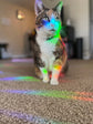 Celestial Gecko Rainbow Suncatcher Sticker